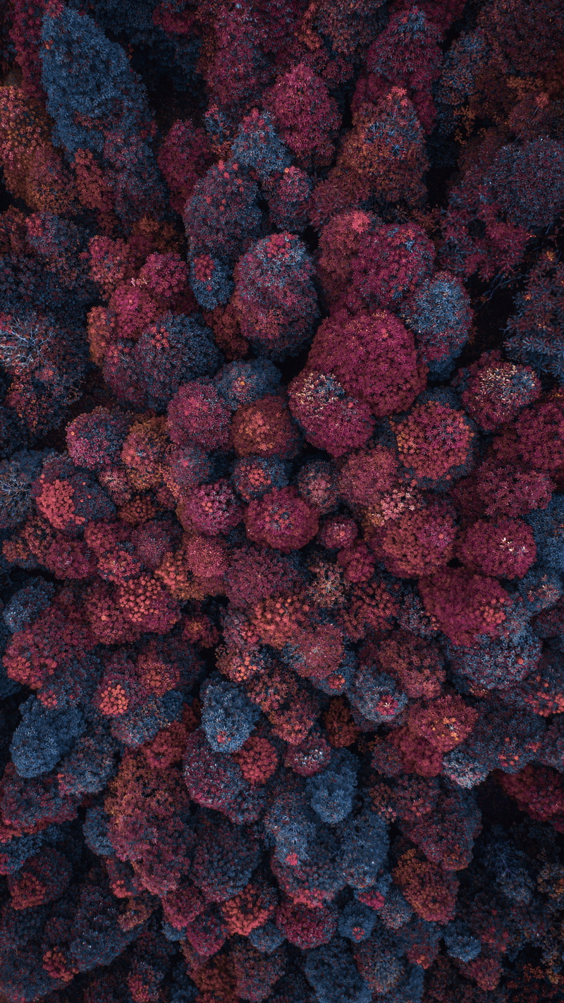 fruit, healthy eating, view, nature, forest, leaf, cranberry, raspberry, freshness, pattern, close-up, drone, aerial, blue, food and drink, full frame