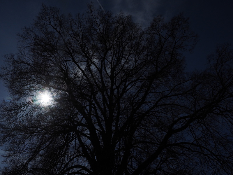 no people, ulmaceae, plant, tranquility, smooth leaved elm, effe, dark, illuminated, bare tree, elm family, eldulme, moon, tree, aesthetic, sky, deciduous tree