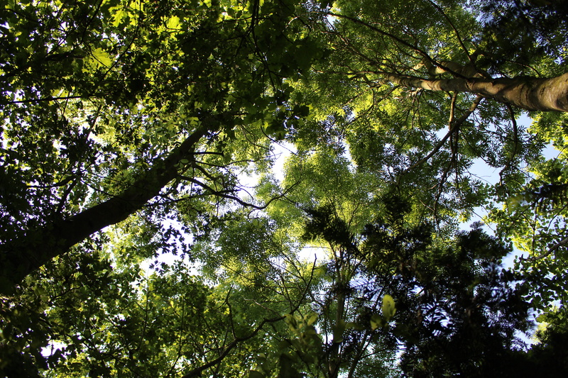branch, day, trunk, leaves, directly below, outdoors, idyllic, morning, high, no people, environment, tree canopy, tranquility, growth, sky, outdoor, sun