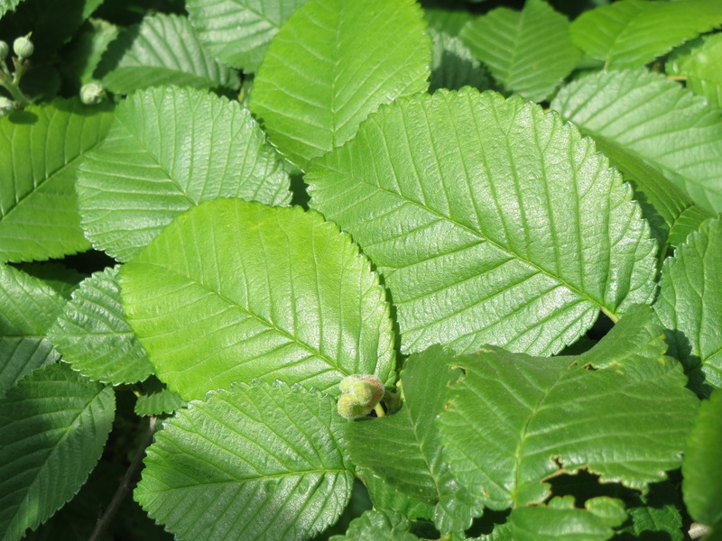 close-up, ulmus minor, leaf vein, 2K, plant part, no people, leaf, macro, day, backgrounds, leaves, green Color, growth, nature, plant, high angle view