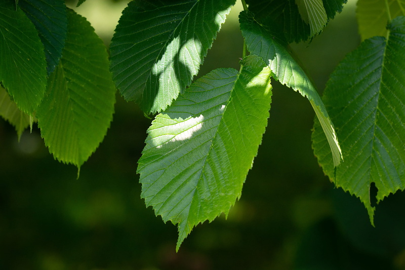 tree, leaf vein, hanging elm, selective focus, leaves, no people, green, green color, plant part, vulnerability, nature, tree leaves, day, fragility, outdoors