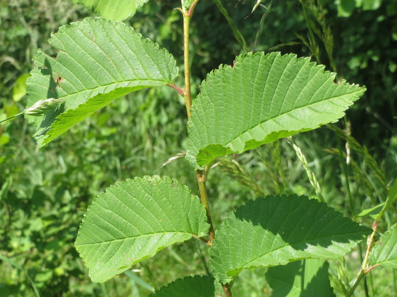nature, macro, growth, plant part, green color, tree, focus on foreground, Elm, selective focus, Field Elm, botany, beauty in nature, food and drink, leaf vein