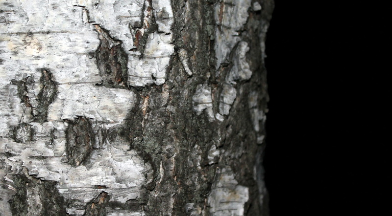 plant, wood - material, rough, day, pattern, no people, 2K, trees, outdoors, growth, natural pattern, tree trunk, elm, birch, natural, tree, weathered