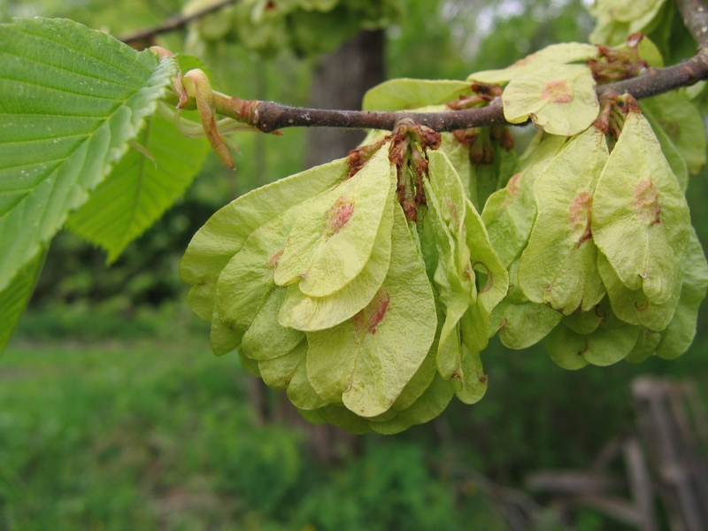 green color, outdoors, plant, food and drink, healthy eating, elm, tree, food, focus on foreground, beauty in nature, leaf, fragility, growth, plant part