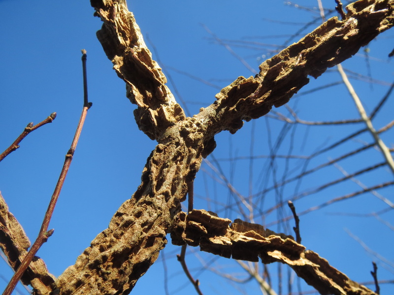 growth, tree trunk, structure, sky, flora, branch, beauty in nature, blue, 2K, tree, bare tree, outdoors, no people, nature, clear sky, ulmus minor, low angle view