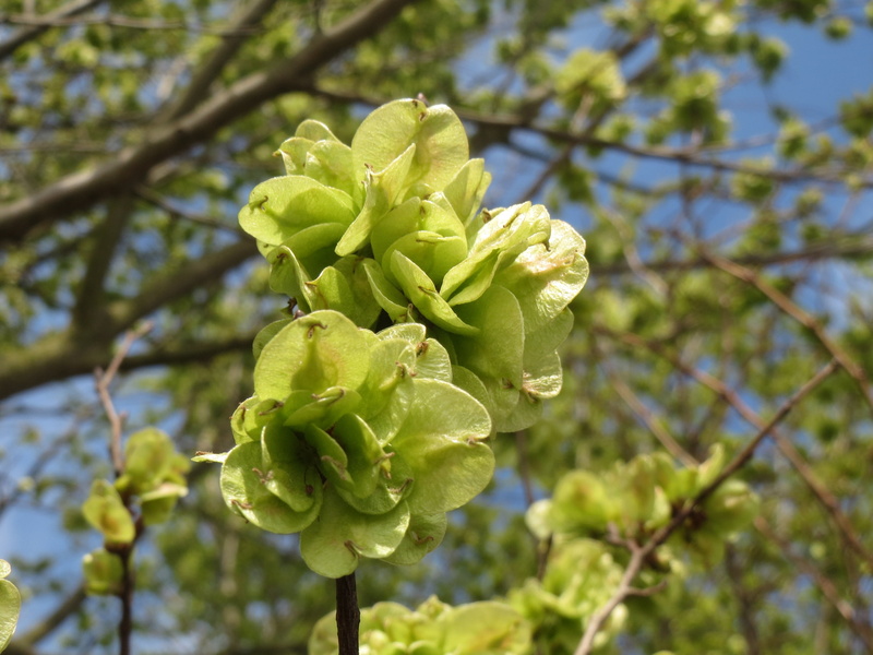 springtime, field elm, flowering plant, leaf, low angle view, plant, growth, 2K, close-up, green color, species, focus on foreground, nature, branch, ulmus minor