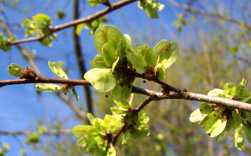 low angle view, focus on foreground, green, plant, Blooming, flower, Inflorescence, Elm Branch, 1080P, day, no people, growth, freshness, elm, blooming elm branch