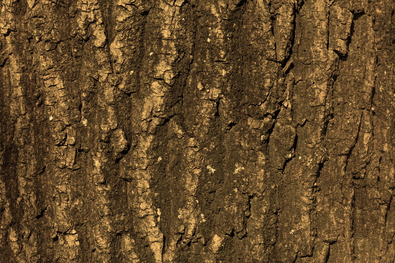 elm, pattern, bark, backgrounds, tree, full frame, textured, plant, day, structure, no people, textured effect, brown, abstract backgrounds, wood - material