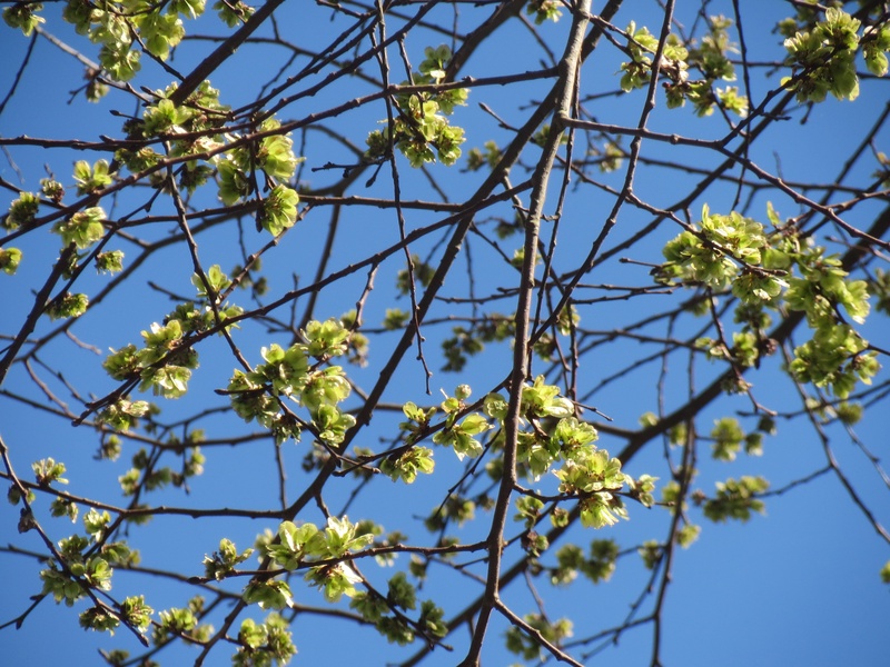 wych elm, branch, sky, ulmus glabra, sunlight, nature, flower, outdoors, flowering plant, flora, 2K, blue, scots elm, vulnerability, fruit, beauty in nature