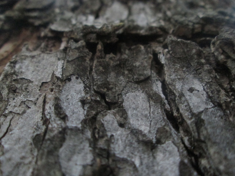 Tree, Earth, Elm Tree, Close Up, Elm, 1080P, Close-Up