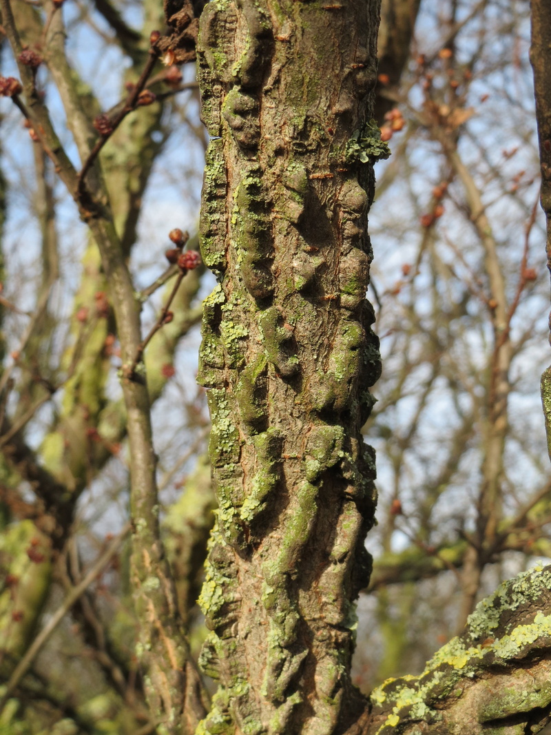 2K, tree, animals in the wild, outdoors, botany, selective focus, ulmus minor, close-up, animal wildlife, field elm, growth, no people, flora, animal themes