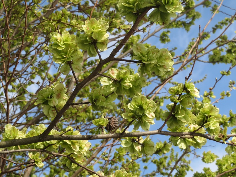 springtime, flower, beauty in nature, field elm, flower head, vulnerability, tree, green color, low angle view, spring, flora, outdoors, flowering plant