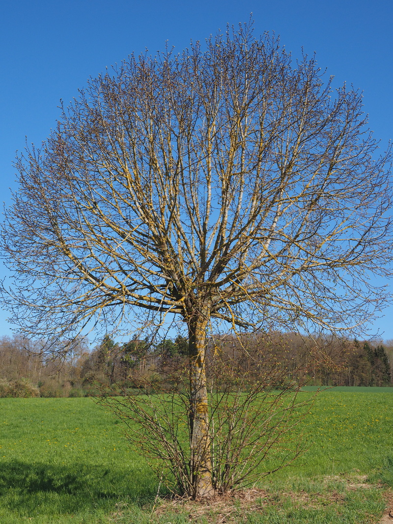 bare tree, tranquility, 4K, day, grass, sprout, nature, field, kahl, elm, scenics - nature, crown, globose, branch, non-urban scene, plant, clear sky