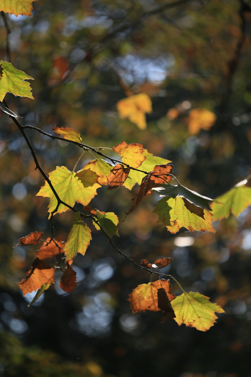 leaf of elm tree, 5K, plant part, autumn, day, beauty in nature, fruit, tree, natural condition, leaves, nature, plant, close-up, sunlight, focus on foreground