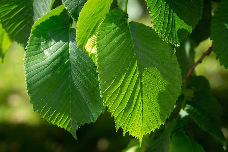sunlight, 2K, close up, elm, no people, green color, leaves, leaf, green, fresh, tree, herb, leaf vein, beauty in nature, plant, green leaves, tree leaves