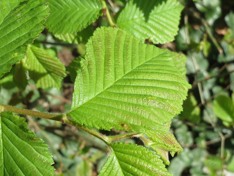 ulmus glabra, full frame, plant, tranquility, plant part, leaf vein, wych elm, Wych Elm, no people, focus on foreground, selective focus, macro, Scots Elm