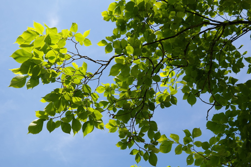 fruit, no people, tranquility, ulmus scabra, food, day, green, outdoors, beauty in nature, ulmus, 5K, sunlight, Leaves, elm family, ulmus glabra, sky