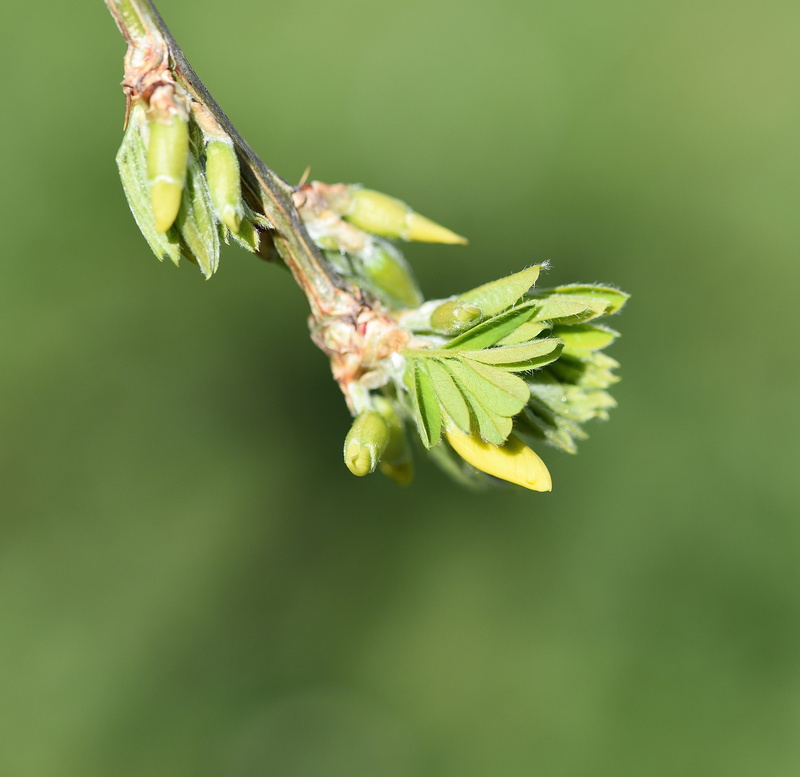 hanging elm, flowering plant, 4K, plant, day, growth, engine, Tree, animals in the wild, focus on foreground, flower, nature, one animal, Branch, ornamental plant