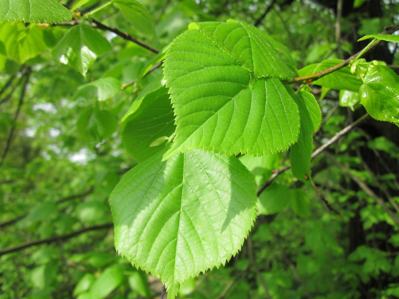 springtime, environment, Elm, color Image, freshness, close-up, plant part, nature, no People, plant, summer, nature Backgrounds, Tree, branch, Ulmus Glabra