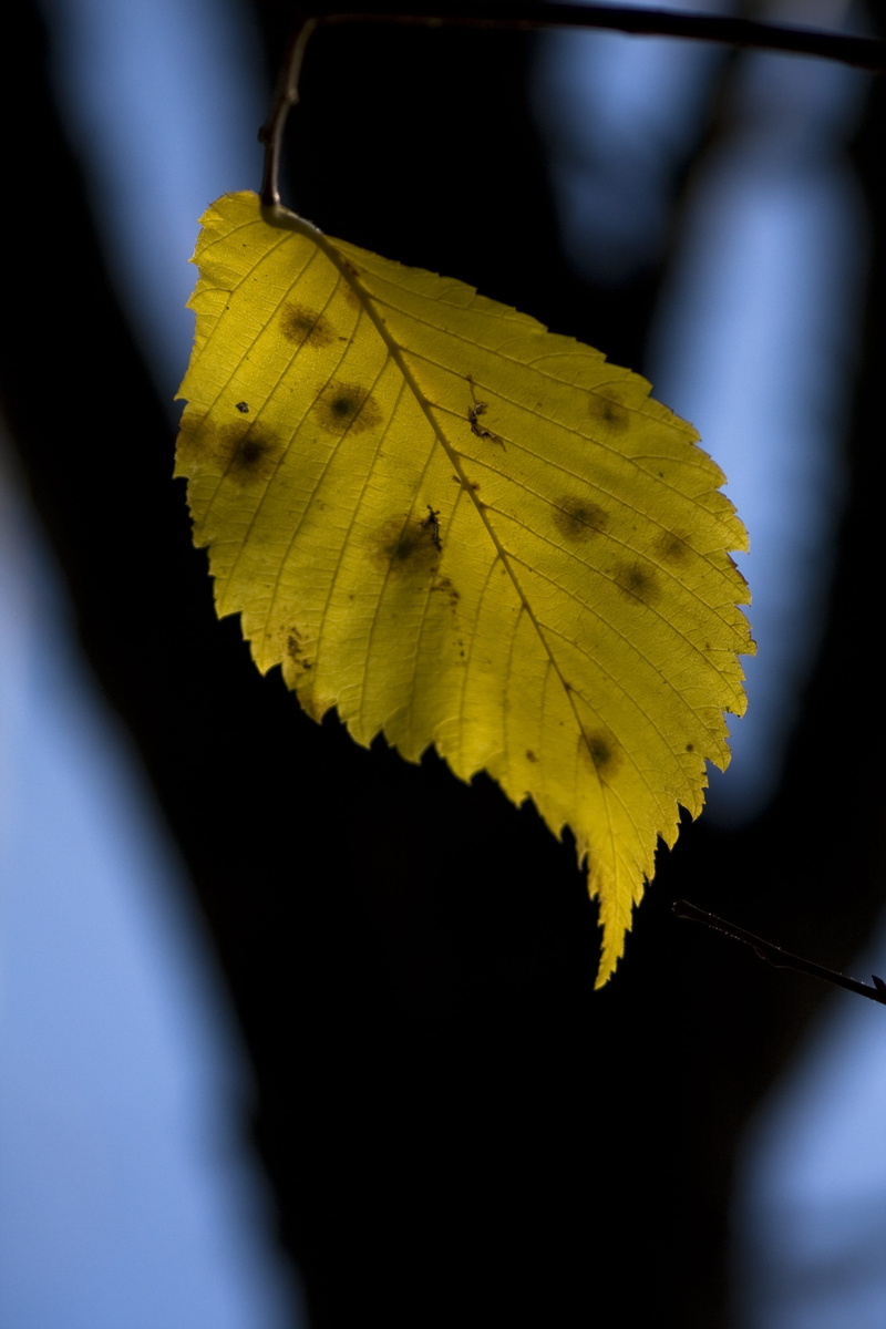 day, tree, leaf, one animal, insect, plant, beauty in nature, focus on foreground, yellow, 4K, no people, change, animal, natural condition, close-up