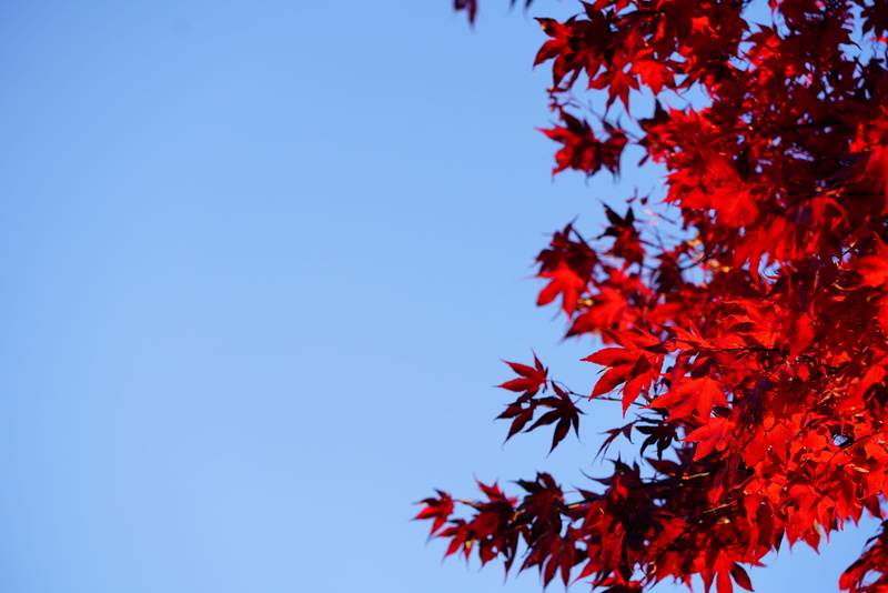 maple leaf, maple, red, autumn, outdoors, fan-maple blades, fan-maple-leaf, maple leaves, beauty in nature, growth, herb tfärbung, fall foliage, fan maple