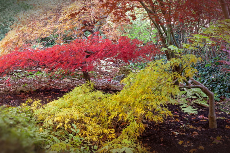 no people, park, outdoors, colorful, orange, land, japan, family of soapberry, green, tranquil scene, recoloring the leaves, plant, autumn collection, do bergs fan-maple