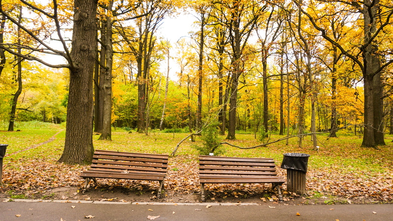 trees, texture, foliage, forest, non-urban scene, tree trunk, tranquility, change, nature, season, plant, leaf, beside, orange, green, red, autumn, 5K