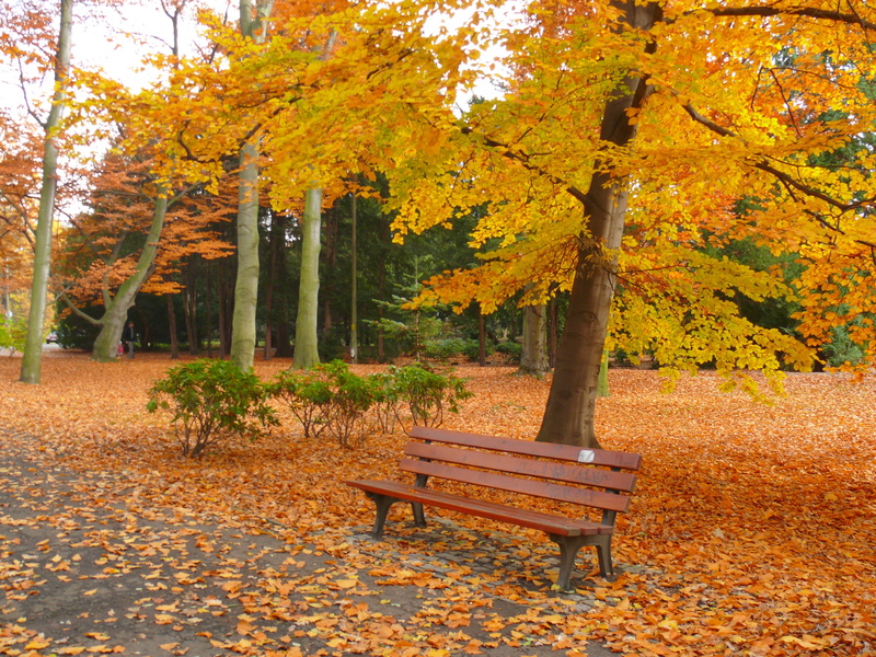 Garden, tree trunk, gold Colored, park, maple leaf, october, day, lush Foliage, color Image, plant part, woodland, season, multi Colored, forest, landscape