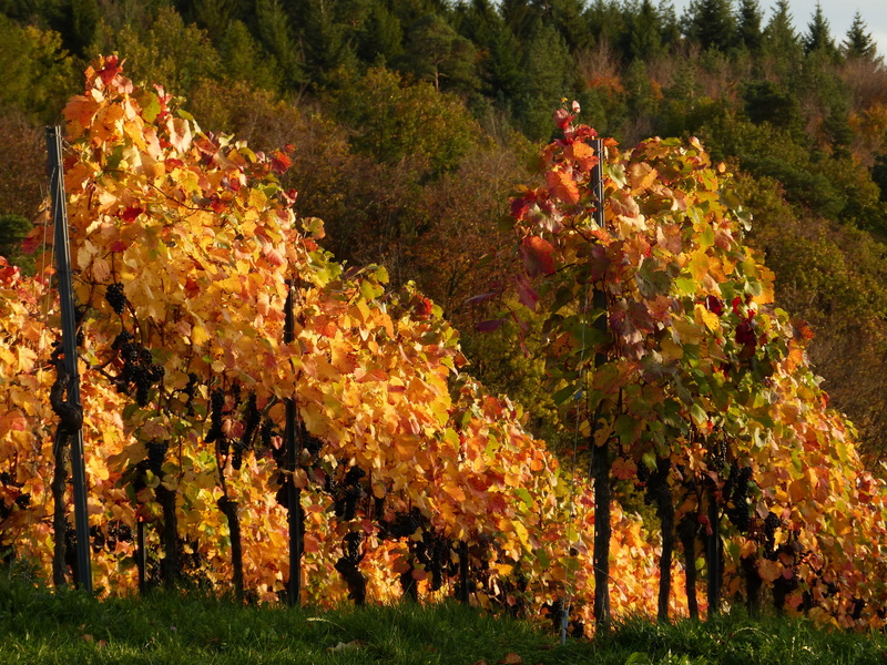 day, trees, environment, leaf, sunlight, vibrant Color, gold Colored, beauty In Nature, yellow, field, leisure activity, vineyard, plant, maple Tree, grapes