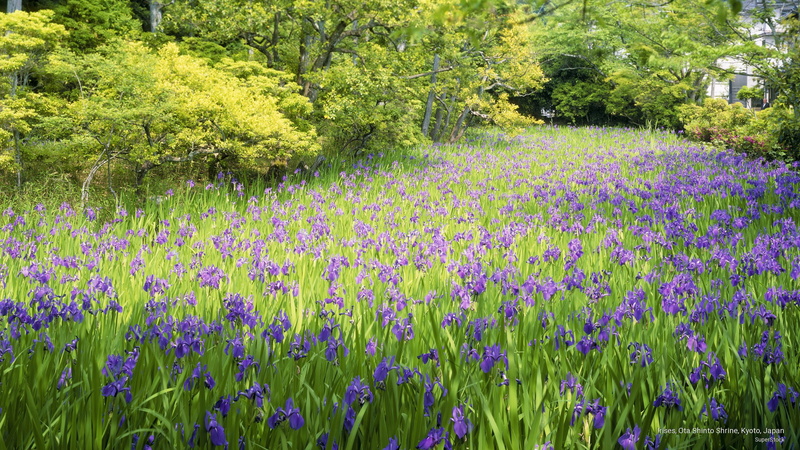 ota, japan, Flowers/Gardens, 2K, kyoto, irises, shrine, shinto