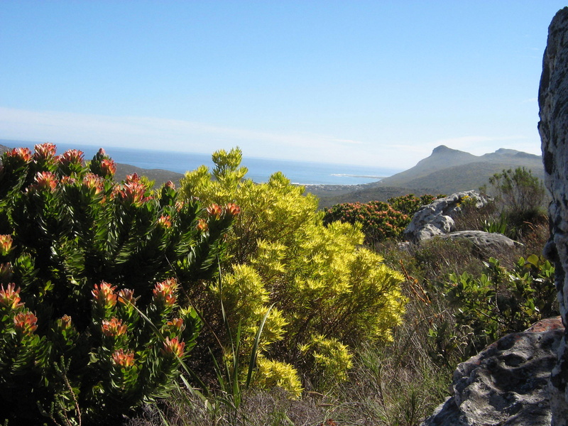 South Africa, plant, clear sky, outdoors, growing, Peninsula Sandstone Fynbos, public domain, landscape, scenics, forest, fynbos, beauty In Nature, peninsula