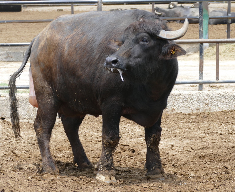 horned, domestic cattle, animal themes, mammal, buffalo, land, agriculture, no people, one animal, domestic, italy, standing, field, vertebrate, pets, outdoors