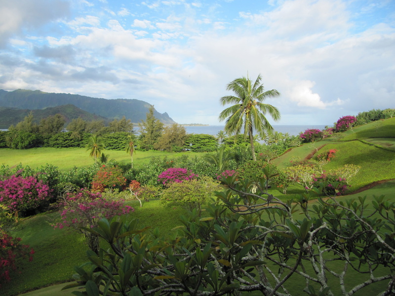 growth, water, green color, hawaii, flower, tranquil scene, tree, day, pacific, freshness, ocean, scenics - nature, plant, landscape, 4K, outdoors, land