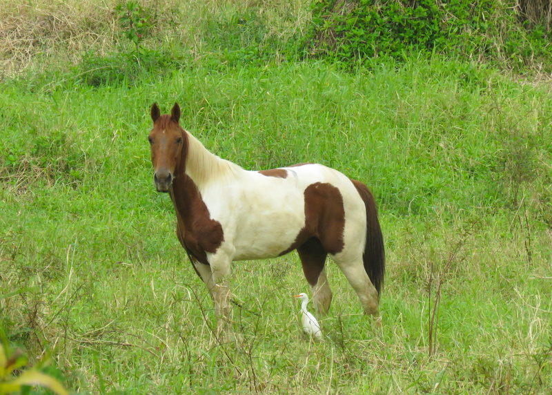 horses, standing, grass, nature, land, animal themes, domestic, mammal, grazing, field, horse and bird, day, plant, vertebrate, outdoors, horse, green color