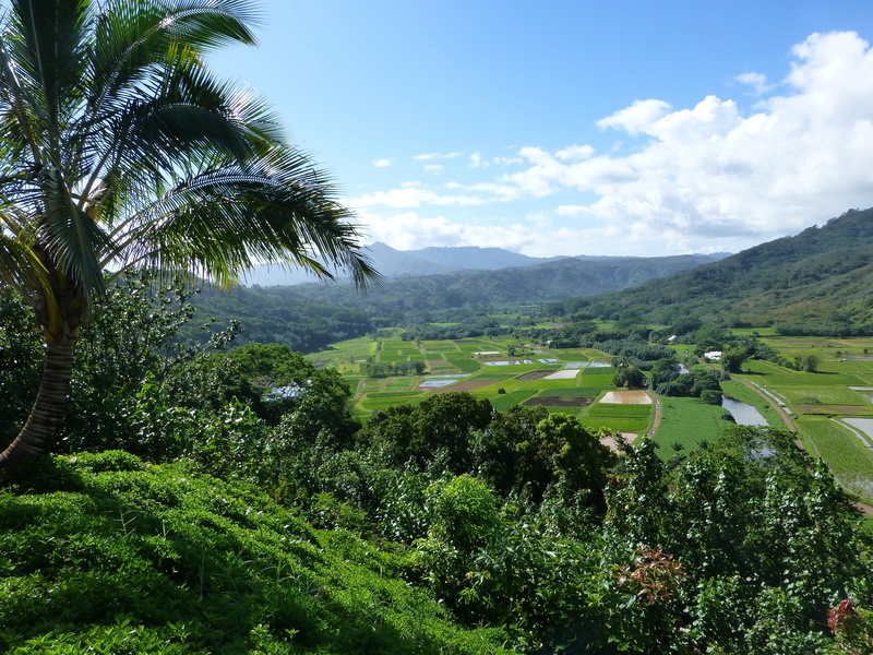 plant, tree, farm, cloud - sky, palm tree, palm, outdoors, mountains, day, beauty in nature, hawaii, non-urban scene, green color, vista, scenic, tranquil scene