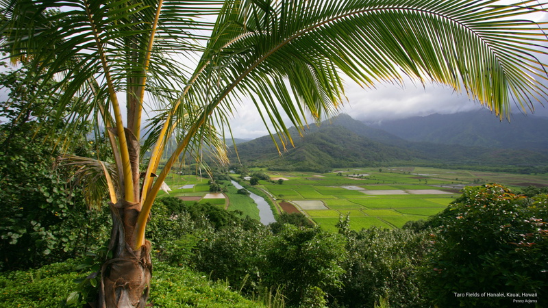 hanalei, 2K, taro, kauai, hawaii, Nature, fields