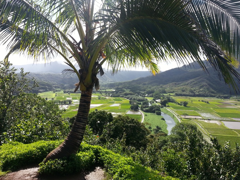 land, no people, sunlight, plant, tree, day, tranquility, paradise, scenics - nature, princeville, landscape, agriculture, outdoors, mountain, hanalei kauai