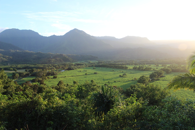 natural, areal, mountain, beauty in nature, green color, 5K, field, wilderness, trees, tree, grass, day, hanalei, landscape, nature, plant, growth, scenery