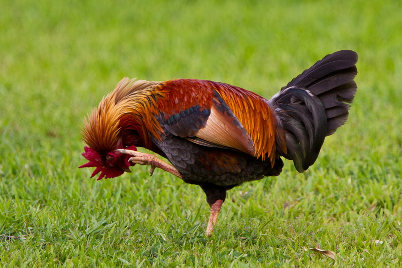 animal themes, male animal, no people, one animal, grass, pets, vertebrate, nature, field, plant, outdoors, bird, profile view, scratch, livestock, feathers