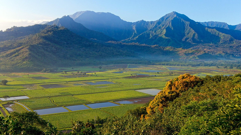 taro, land, outdoors, plain, rural scene, agriculture, grassland, plantation, 1080P, environment, kauai, crop, taro field, farm, no people, plants, hawaii