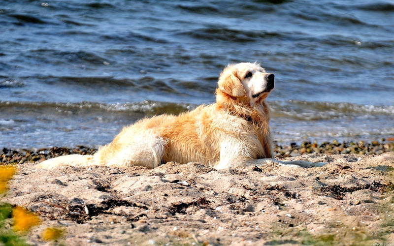 day, animals, 1080P, s, golden retriver, colar, beach, shore, dog