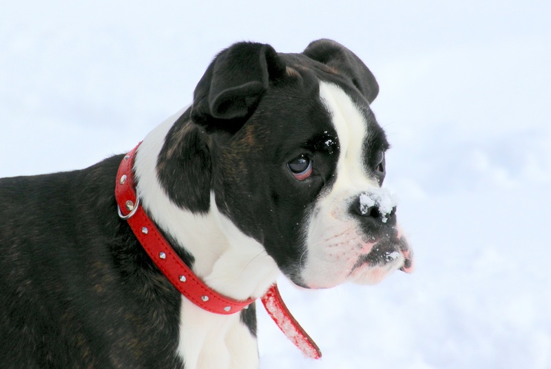 animal themes, curious, puppy, coated, no people, black and white, dog, short, looking, domestic, pets, dog look, 2K, mammal, pet collar, canine, pet