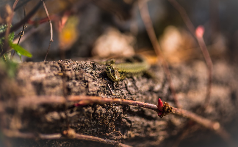 macro, outdoors, italy, sunlight, wood - material, 5K, varenna, forest, land, varena, fruit, twig, focus on foreground, wild, day, closeup, healthy eating