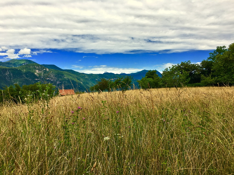 land, rural scene, lecco, outdoors, 4K, tree, mountain, tranquility, no people, nature, landscape, environment, day, plantation, meadows, scenics - nature