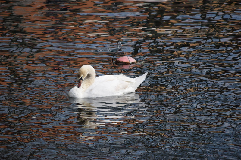 lecco, lombardy, water, cygnet, reflection, lake, bird, white color, animal wildlife, animal family, floating on water, waterfront, animal neck, 2K, group of animals