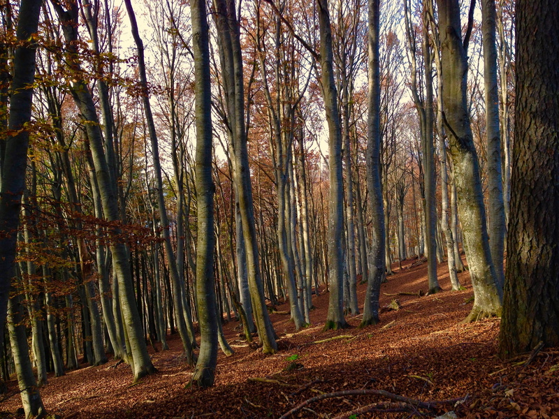 tranquility, autumn, day, non-urban scene, leaf, foliage, no people, dried leaves, environment, 2K, growth, change, woodland, treelined, dry leaf, nature