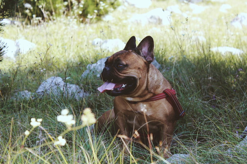pet, animal, flora, pet collar, swamp, animal themes, land, mouth open, bulldog, no people, pug, one animal, canine, chihuahua, water, nature, dog, pets