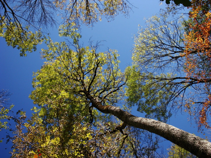 trunk, 1080P, plant, autumn, crna gora, growth, directly below, green color, tranquil scene, tree canopy, tree trunk, sky, nature, sunlight, no people