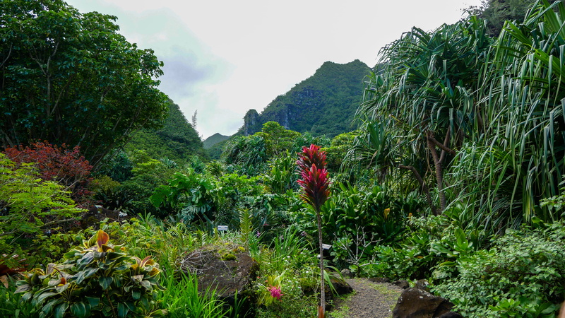 tranquility, beauty in nature, outdoors, scenics - nature, green color, botanic garden, tree, united states, green island, kauai county, lush foliage, nature