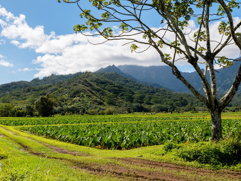 green island, tranquil scene, united states, agriculture, tranquility, green color, cloud - sky, crop, farm, taro field, mountain, growth, plantation, tree